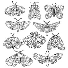 Hand Drawn Moths Set