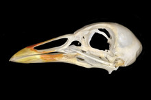 The Common Moorhen (Gallinula Chloropus) Skull