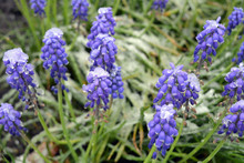 Beautiful Spring Muscari Mill Flowers With Remnants Of Snow On A Garden. Macro.