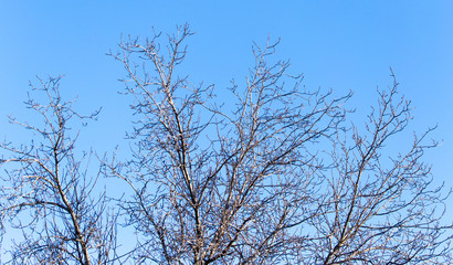 leafless tree branches against the blue sky