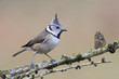 Crested tit passerine bird perched on tree branch