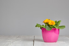 Petunia Flower Pot On Table
