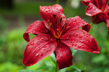 Red Flowers With Waterdrops