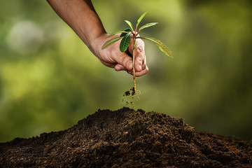 Planting a small plant on a pile of soil on green bokeh backgrou