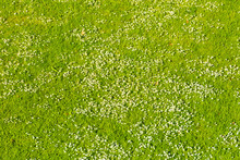 White Daisies On A Green Lawn In Spring