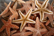Seastars - A pile of sea stars are offered for sale outside of a shop in Tarpon Springs.