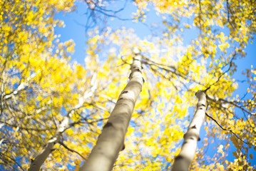 Wall Mural - aspen tree