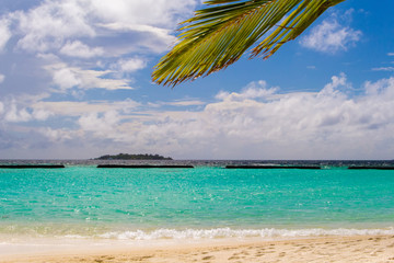 Wall Mural - Coconut palm leafs in front of dreamy beach at an island in Mald