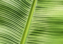 Banana Leaf Texture.