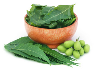 Poster - Medicinal neem fruits with leaves in a bowl