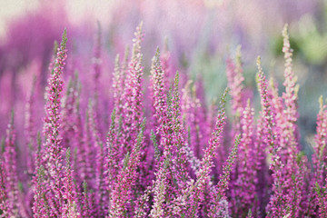 heather flowers. small violet flowers. vintage paper background. retro style. (soft focus).