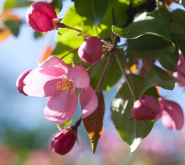 Wall Mural - Blooming apple trees. Spring flowers. Young leaves. Spring. (soft focus).
