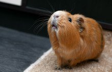 Portrait Of Red Guinea Pig.