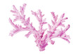 white lilac isolated large sea coral
