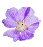 Fototapeta Motyle - single isolated lilac bloom