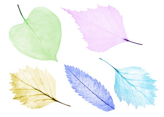 Poster - set of five light color leaf skeletons on white