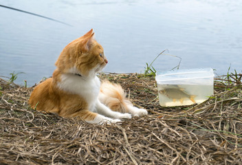 Ginger cat lying on the dry grass on the river bank near the boxes of fish caught. Fishing Time.