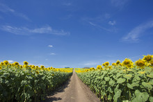 Countryside Road Along Yellow Rapeseed Flower Field And Blue Sky