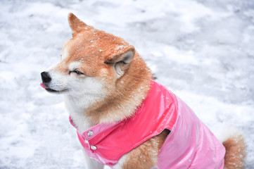 Shiba-inu : Japanese traditional dog in jacket sitting on snow w