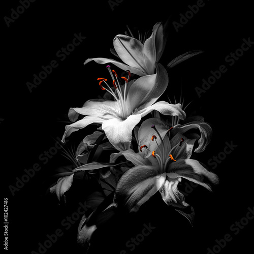Plakat bukiet lilii na czarnym tle