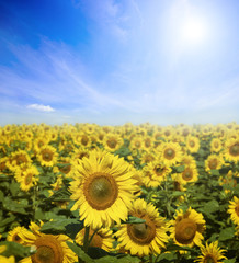 Canvas Print - Field of flowers of sunflowers