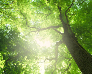 Wall Mural - Forest trees