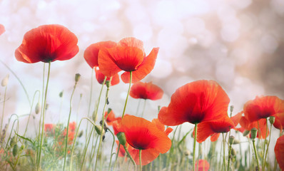 Wall Mural - Field of red  poppy flowers