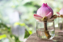 Cut Pink Lotus Flower Deco Zen Style