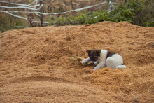 Puppy On The Wood Sawdust