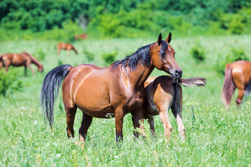 Canvas Print - Herd of Arabian horses eating grass in field in summer