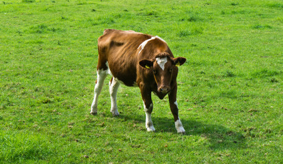 Cow grazing on a green field