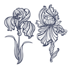 Irises Art Nouveau