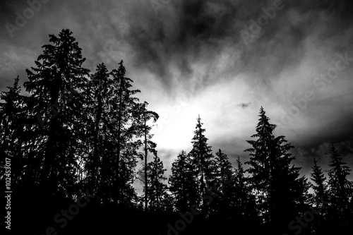 Fotografija Düstere Bäume und Sonne, schwarz weiß