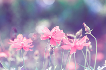 Wall Mural - Retro flowers background.Beautiful flowers in the garden.