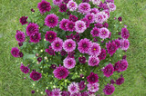 Chrysanthemum flowers. Bouquet of flowers on green background..