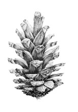 Black And White Drawing Of Spruce Cone