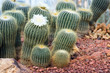 © kurapy - Cactus planted in a botanical garden.