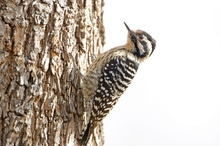 Female Ladder-backed Woodpecker At Big Morongo Canyon Preserve, California, USA