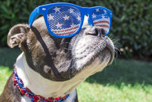 Close Up Boston Terrier Dog Wearing Stars And Stripes Sunglasses On Fourth Of July