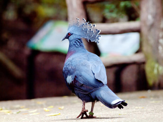 victoria crowned pigeon