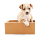 Fototapeta Psy - Brown puppy in a box.
