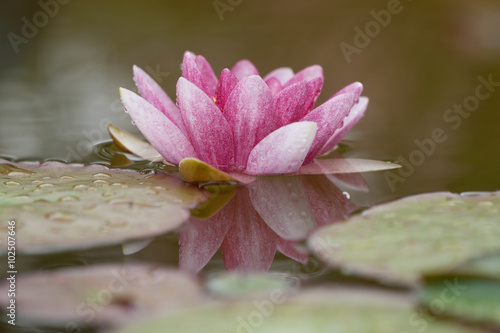 Fototapeta do kuchni rosa Seerose