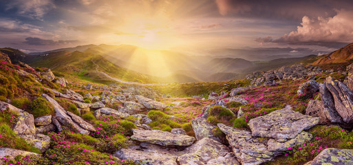Wall Mural - panorama with flowers and rainbow