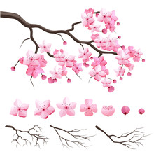 Vector Japan Sakura Cherry Branch With Blooming Flowers. Design Constructor With Blooming Cherry Branch