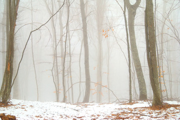 Wall Mural - Winter forest