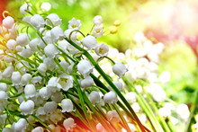  Flowers Lily Of The Valley