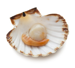 Raw scallop isolated on white background