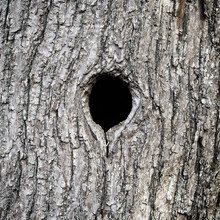 Black Hole Bird Nest In Tree Trunk