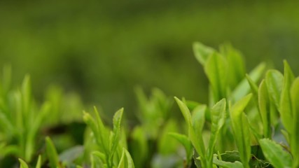 Wall Mural - Japanese green tea plants close-up panoramic view