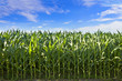 profile of corn crop in South Dakota